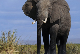 Zimbabwe: un éléphant de plus de 50 ans abattu par un chasseur allemand