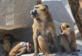 Paris : cinquante babouins échappés, le zoo de Vincennes évacué