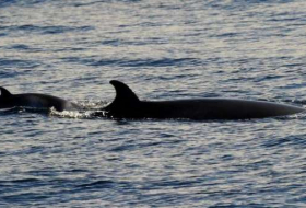 La Norvège relève les quotas pour relancer la chasse à la baleine
