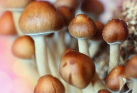 Pourquoi certains champignons sont-ils hallucinogènes ?