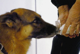 Canada: la légalisation du cannabis force des chiens renifleurs à prendre leur retraite