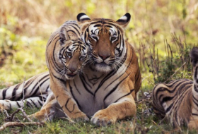 Bonne nouvelle pour les tigres du Bengale