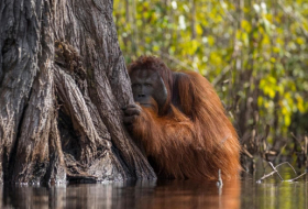 Ce barrage financé par la Chine va causer la dispa­ri­tion de l’orang-outan le plus rare du monde