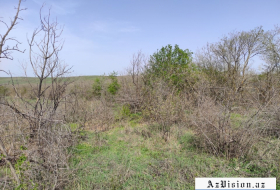  Zenguilan: la forêt de chênes d'Araz détruite par des Arméniens -  Photos  