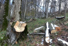   L’Arménie a détruit 57 hectares de forêts dans la région azerbaïdjanaise de Fuzouli  