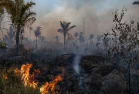 Près de la moitié des forêts amazoniennes menacées d'extinction d'ici 2050 (Etude)