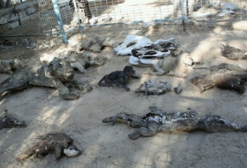 Gaza: la mort rôde au zoo de Khan Younès, dévasté par le conflit
