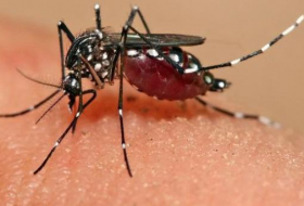 Zika: 150 experts demandent le report ou le déplacement des jeux Olympiques de Rio