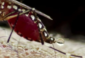 Zika: un premier pays africain contaminé par le virus d`Amérique du Sud