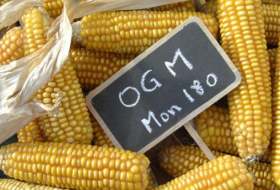 Les OGM ne présentent «apparemment pas de risques»