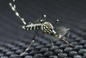 Moustique tigre: Le virus qu`il transmet provoquerait des malformations chez les bébés