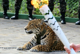 Brésil: un jaguar abattu après le passage de la torche olympique
