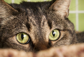 Votre chat peut vous transmettre la toxoplasmose