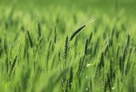 L’Arabie Saoudite importe 1,5 million de tonnes de blé en 2016