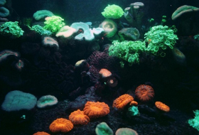 Du corail contre le cancer