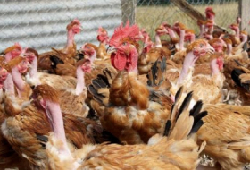 Dordogne: un cas de grippe aviaire signalé