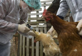 La grippe aviaire H5N1 de retour en France