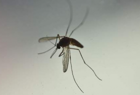 Premier cas de virus Zika transmis sexuellement en Allemagne