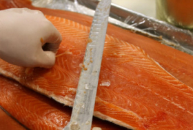 Le saumon, premier animal OGM autorisé aux Etats-Unis