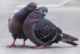 Les pigeons, futurs diagnostiqueurs du cancer humain?