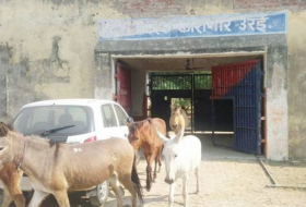 Inde : huit ânes mis en prison