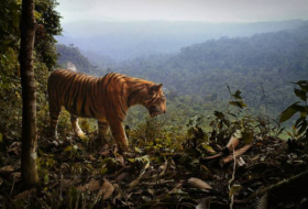 Un tigre de Sumatra déchiquète une employée