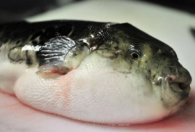 Alerte au fugu, poisson potentiellement mortel