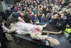 Un zoo danois dissèque un lion en public