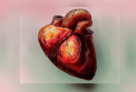 Un cœur neuf créé à partir de cellules souches de peau humaine