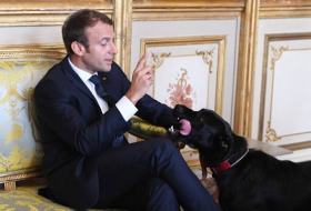 Macron hilare quand son chien se soulage sur les meubles de l'Elysée - VIDEO