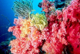 La santé des récifs coralliens menacée par les déchets plastiques