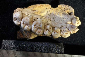 Les plus anciens restes d'Homo sapiens, hors d'Afrique, découverts en Israël