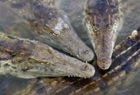 Des crocos et des pythons vendus sur Facebook