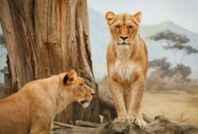 Afrique du Sud: une jeune femme tuée par un lion dans une réserve