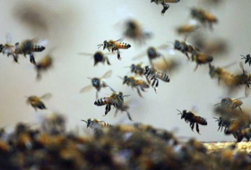 Au Mexique, des dizaines de personnes attaquées par un essaim d’abeilles
