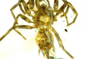 Une araignée à queue découverte en Birmanie