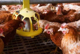 Un foyer de grippe aviaire détecté aux Pays-Bas: 36.000 poules condamnées