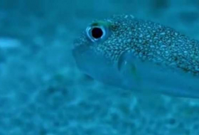 Ce minuscule poisson est le plus grand artiste du monde sous-marin - VIDEO