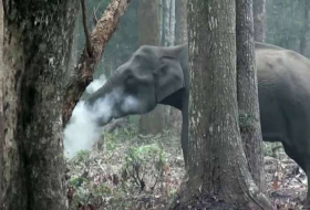 Une éléphante surprise en train de fumer intrigue les scientifiques - VIDEO