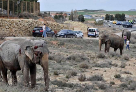 Espagne: Un éléphant meurt tragiquement sur la route