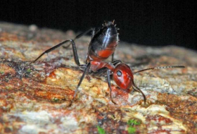 Une nouvelle espèce de fourmi explosive a été décrite