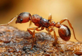 Des fourmis rouges adeptes de l'esclavagisme
