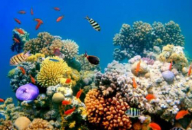 Grande barrière de corail: Si nous continuons, je ne crois pas qu'elle y survivra