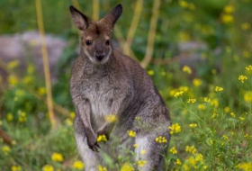 Un kangourou mort après avoir été la cible de jets de pierres dans un zoo en Chine