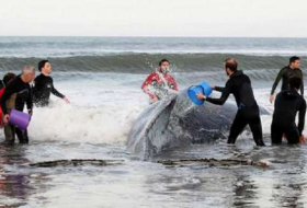 Des dizaines de personnes mobilisées pour sauver une baleine, en vain