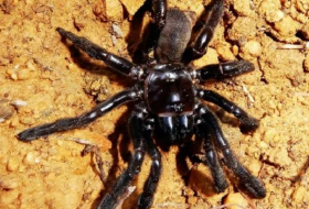La plus vieille araignée du monde tuée par une guêpe