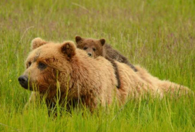 Un ours tue son petit sous les yeux d'un visiteur