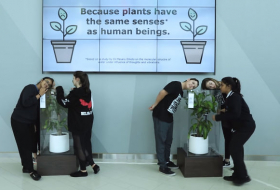 Les lourdes conséquences du harcèlement illustrées par des plantes - VIDEO