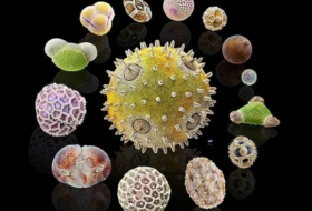 Pollens: les ennemis des allergiques au microscope - PHOTOS
