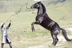 Le cheval karabakh: Un long chemin pour trouver le bon cheval - PHOTOS